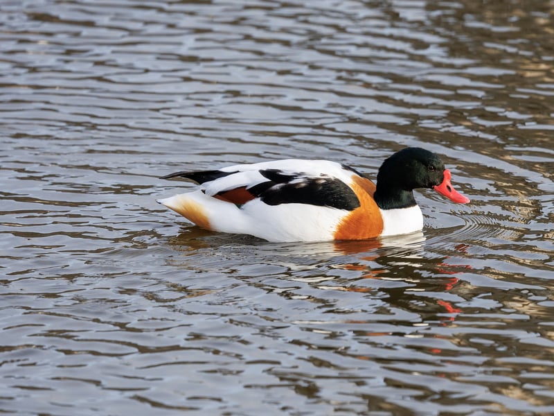A large duck with a white body, dark green head, and a broad chestnut band across its chest. (gallery image 3)