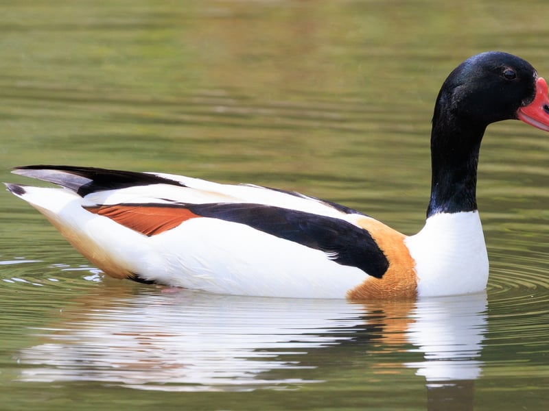 A large duck with a white body, dark green head, and a broad chestnut band across its chest. (gallery image 1)