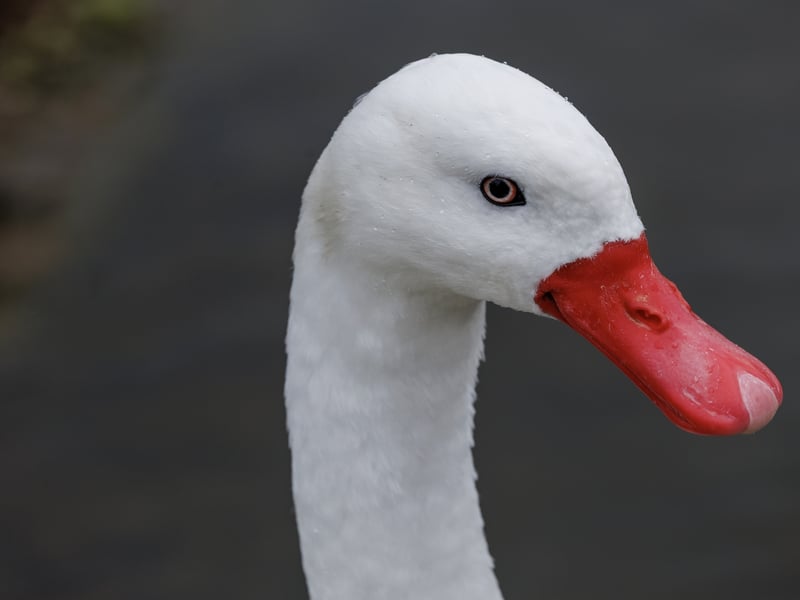 A small white swan with a bright red, blunt bill and pink legs swimming. (gallery image 1)