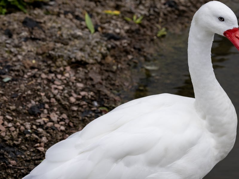 A small white swan with a bright red, blunt bill and pink legs swimming. (gallery image 2)