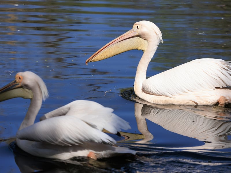 A massive white bird with silvery-grey wings and a large, red-orange throat pouch. (gallery image 1)