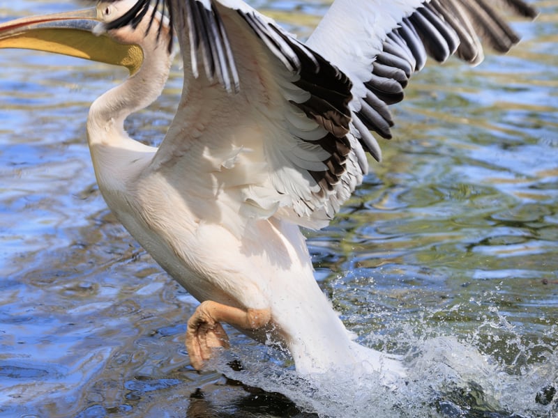 A massive white bird with silvery-grey wings and a large, red-orange throat pouch. (gallery image 2)