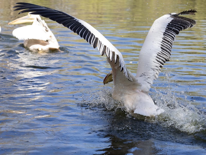 A massive white bird with silvery-grey wings and a large, red-orange throat pouch. (gallery image 3)