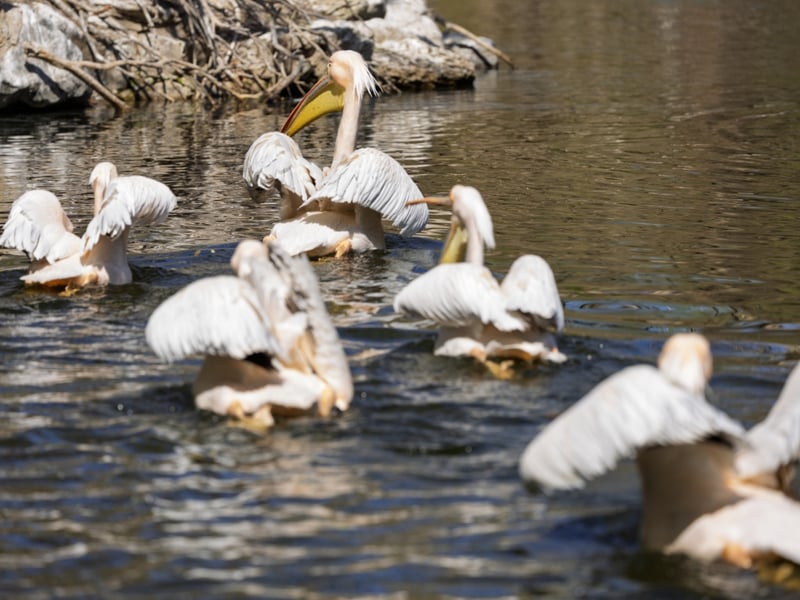 A massive white bird with silvery-grey wings and a large, red-orange throat pouch. (gallery image 4)