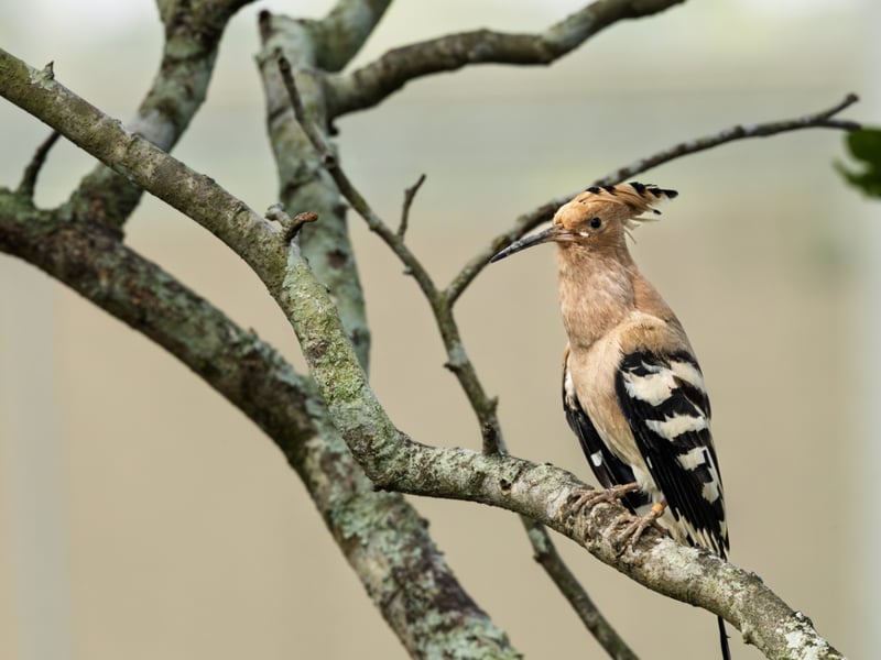 A cinnamon-coloured bird with a large, fan-shaped crown and black and white striped wings. (gallery image 1)