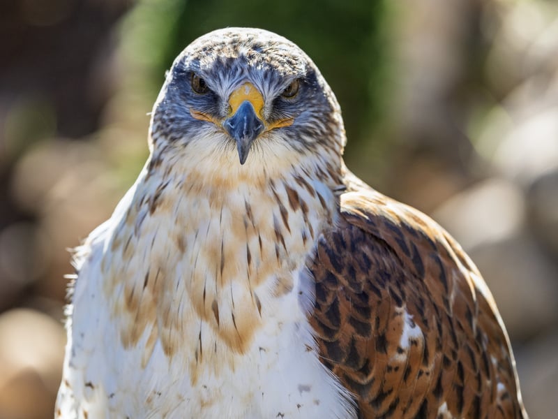 A large hawk with broad wings, a white underside, and distinct rusty-red leg feathers. (gallery image 1)