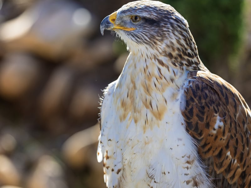 A large hawk with broad wings, a white underside, and distinct rusty-red leg feathers. (gallery image 2)