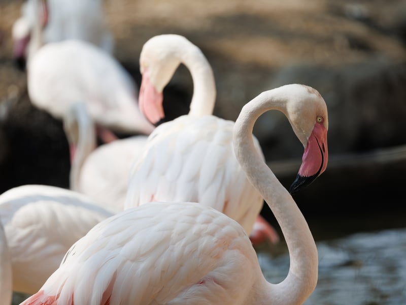 A tall, slender bird with a pinkish-white body and bright red wing coverts. (gallery image 1)