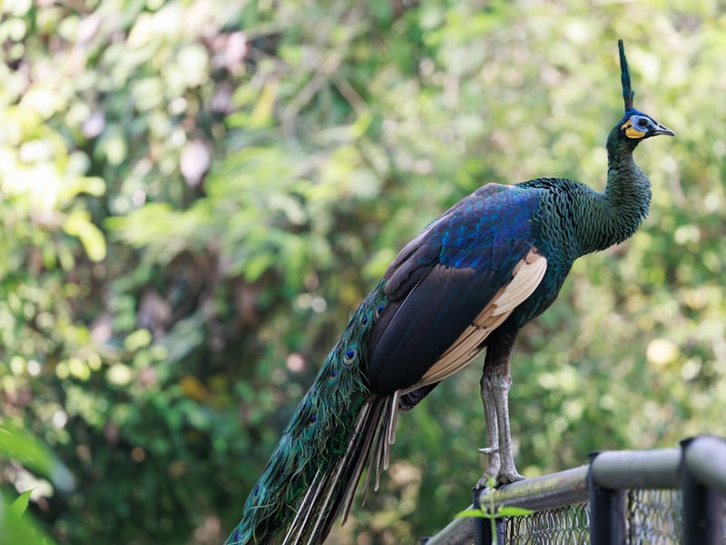 A large bird with an upright crest and metallic green and blue scales on its neck. (gallery image 1)