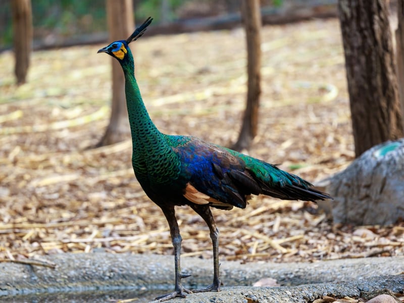 A large bird with an upright crest and metallic green and blue scales on its neck. (gallery image 2)