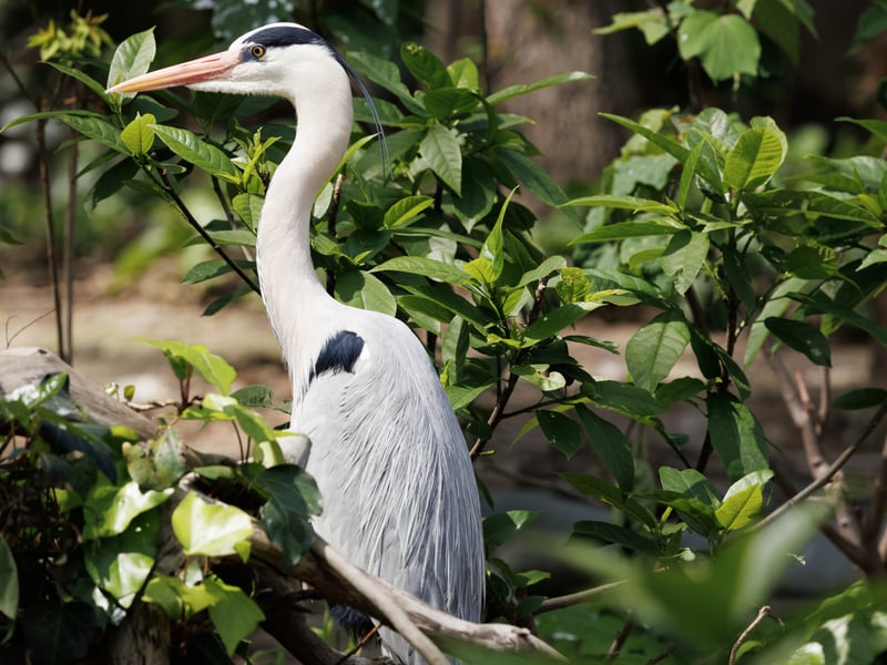 A tall grey bird with long legs, a white neck, and a sharp yellow bill standing in water. (gallery image 1)