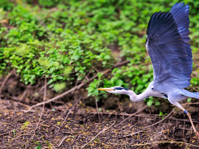A tall grey bird with long legs, a white neck, and a sharp yellow bill standing in water. (gallery image 4)