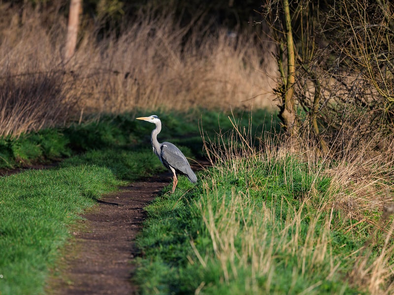 A tall grey bird with long legs, a white neck, and a sharp yellow bill standing in water. (gallery image 2)