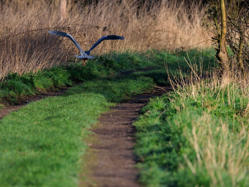 A tall grey bird with long legs, a white neck, and a sharp yellow bill standing in water. (gallery image 3)