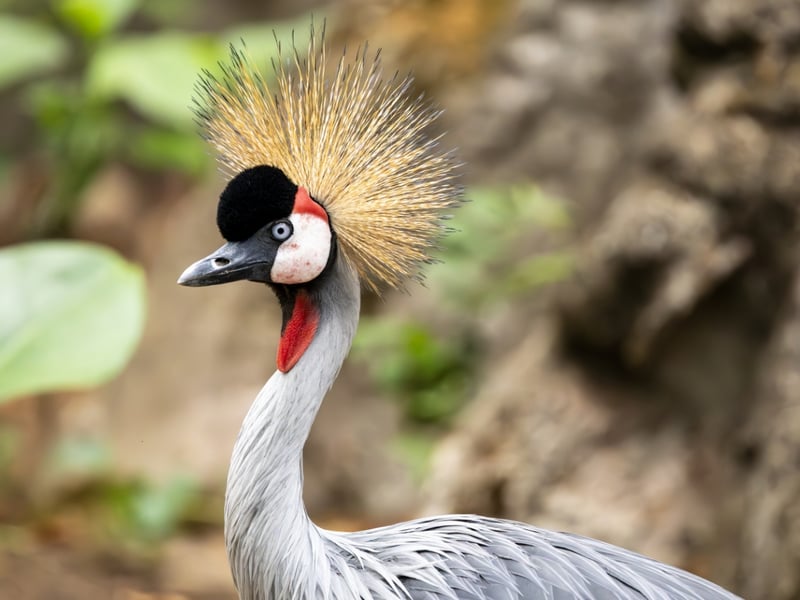 A tall crane with a grey body, white face, red throat wattle, and a stiff golden crest. (gallery image 2)