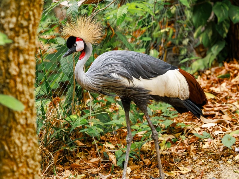 A tall crane with a grey body, white face, red throat wattle, and a stiff golden crest. (gallery image 1)