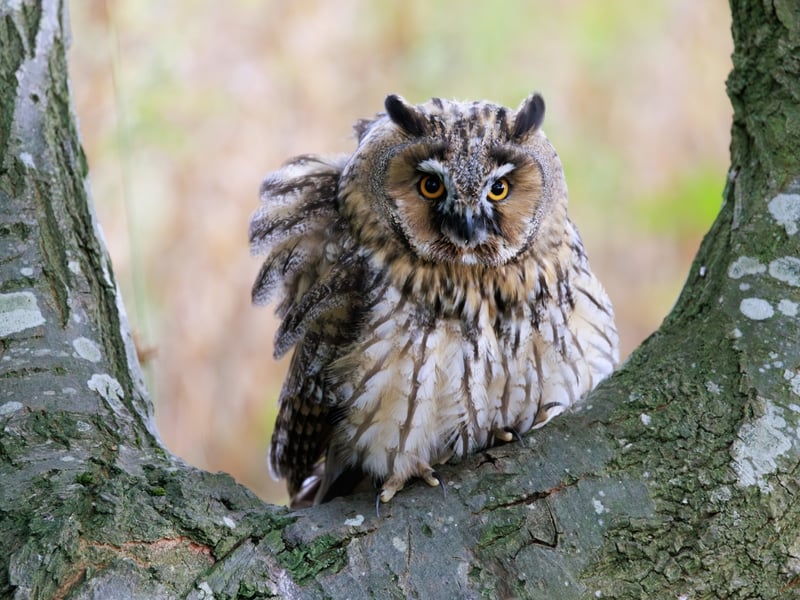 A slender owl with orange eyes and long, upright feather tufts sitting against tree bark. (gallery image 1)