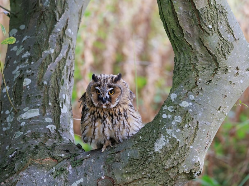 A slender owl with orange eyes and long, upright feather tufts sitting against tree bark. (gallery image 2)