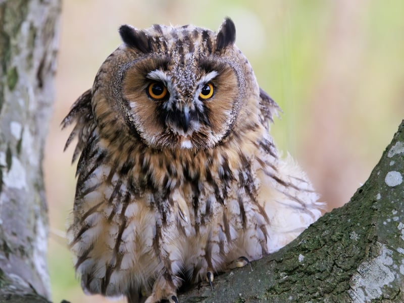 A slender owl with orange eyes and long, upright feather tufts sitting against tree bark. (gallery image 3)