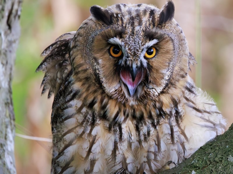 A slender owl with orange eyes and long, upright feather tufts sitting against tree bark. (gallery image 4)