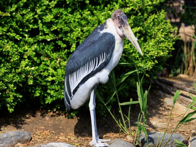 A very large stork with a bald, pinkish head, a long throat pouch, and black wings. (gallery image 1)