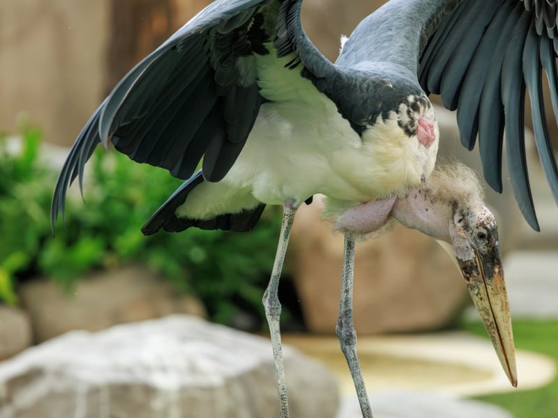 A very large stork with a bald, pinkish head, a long throat pouch, and black wings. (gallery image 2)