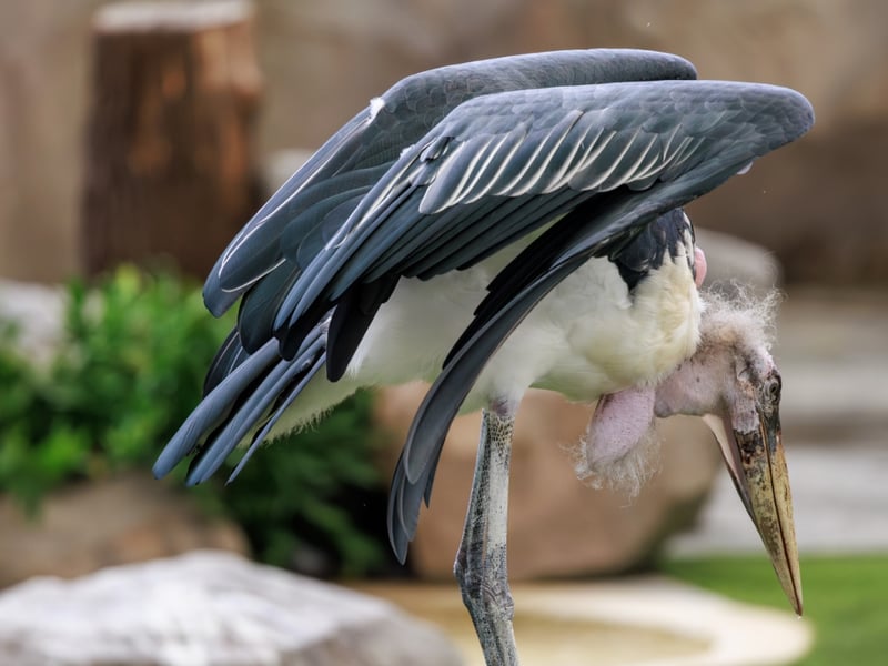 A very large stork with a bald, pinkish head, a long throat pouch, and black wings. (gallery image 3)