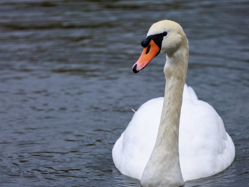 A graceful white swan with a long neck and a bright orange bill swimming on a river. (gallery image 1)