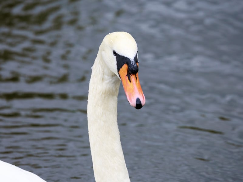 A graceful white swan with a long neck and a bright orange bill swimming on a river. (gallery image 2)