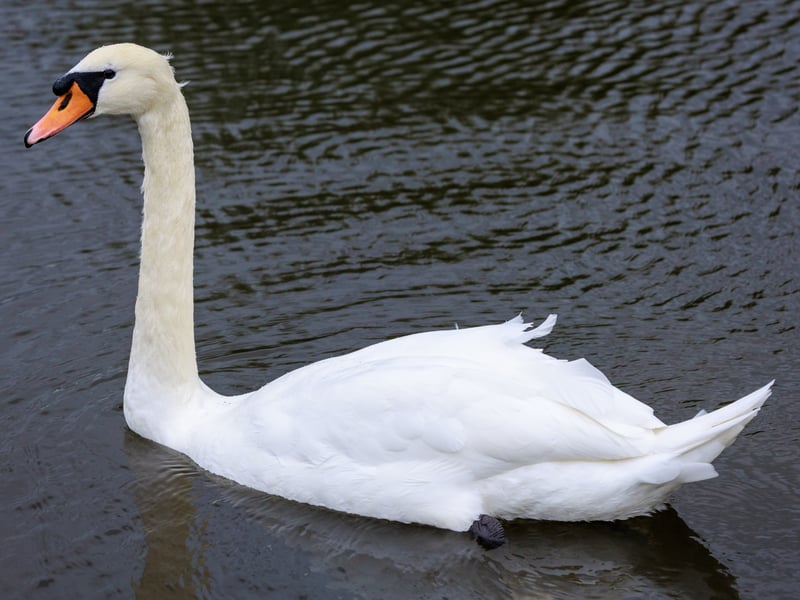 A graceful white swan with a long neck and a bright orange bill swimming on a river. (gallery image 3)