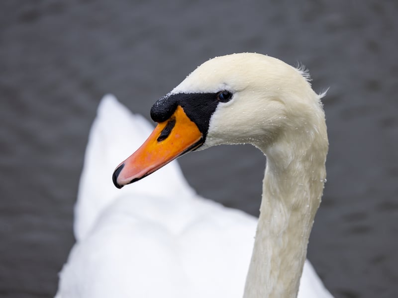 A graceful white swan with a long neck and a bright orange bill swimming on a river. (gallery image 4)
