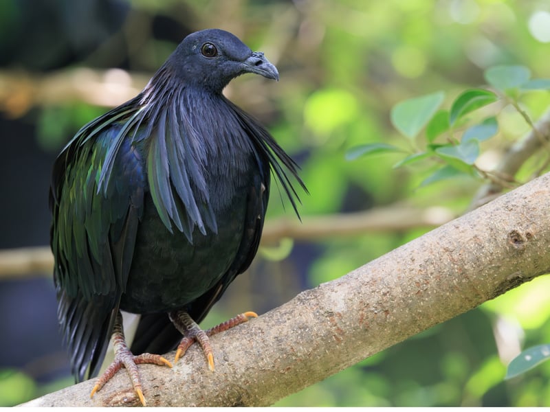 A large pigeon with dark iridescent feathers, long neck hackles, and a white tail. (gallery image 1)
