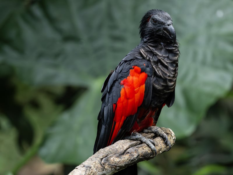 A parrot with a vulture-like bare black head, black body, and bright red wings. (gallery image 1)