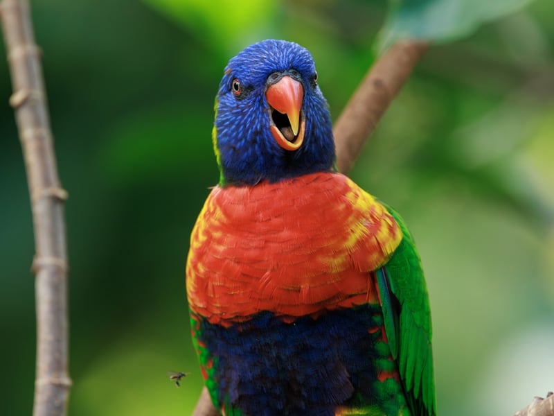 A brilliantly multicoloured parrot with a blue head, orange chest, and green wings. (gallery image 1)