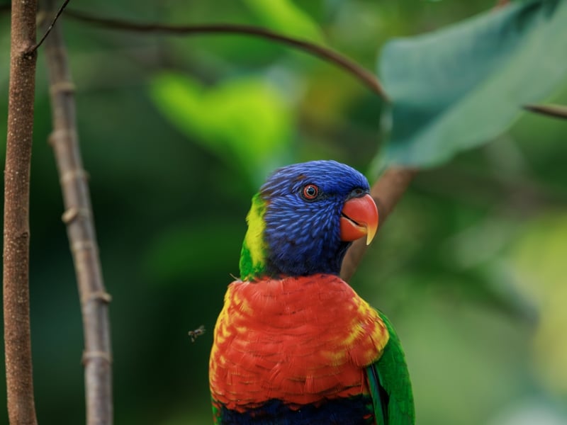 A brilliantly multicoloured parrot with a blue head, orange chest, and green wings. (gallery image 2)