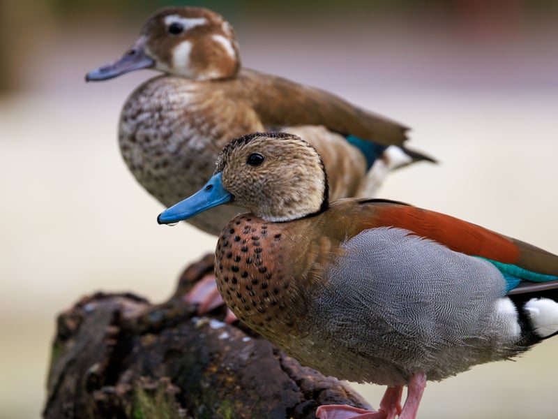 A small duck with a grey bill, pink legs, and a distinctive black line around its neck. (gallery image 1)