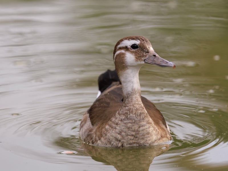 A small duck with a grey bill, pink legs, and a distinctive black line around its neck. (gallery image 2)