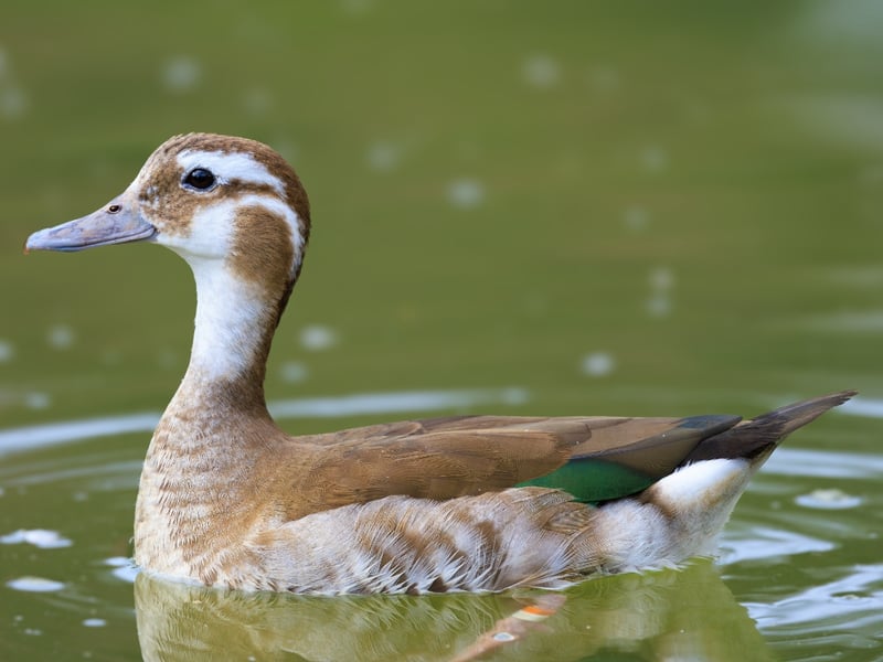 A small duck with a grey bill, pink legs, and a distinctive black line around its neck. (gallery image 3)
