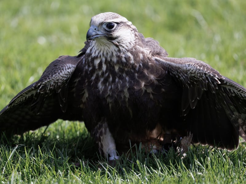 A large brown falcon with a pale, streaked underside and broad wings perched on a post. (gallery image 1)