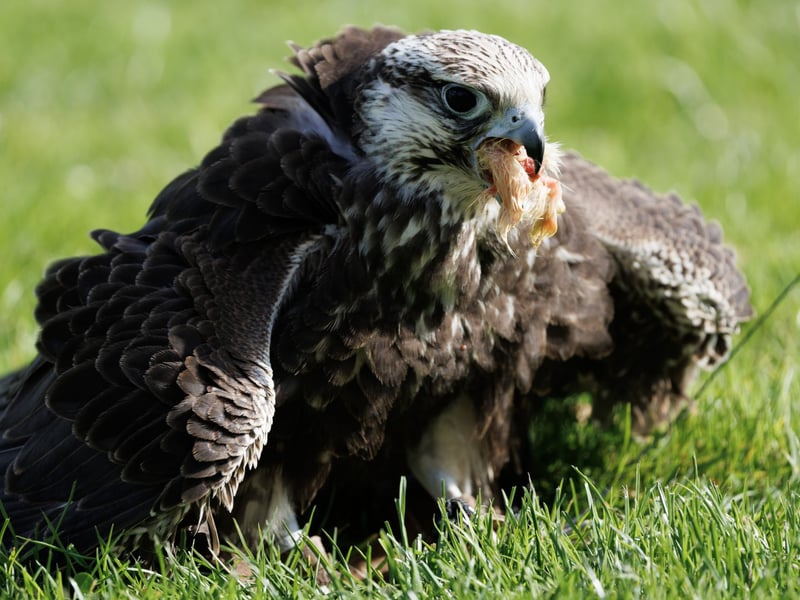 A large brown falcon with a pale, streaked underside and broad wings perched on a post. (gallery image 2)