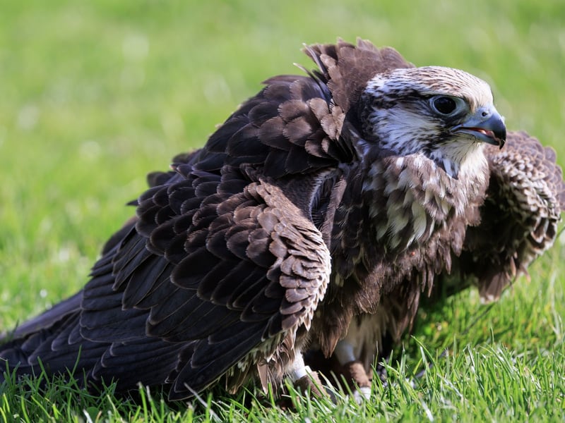 A large brown falcon with a pale, streaked underside and broad wings perched on a post. (gallery image 3)