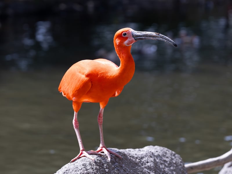 A brilliantly crimson bird with a long, thin, downward-curved bill wading in water. (gallery image 1)