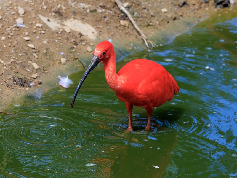 A brilliantly crimson bird with a long, thin, downward-curved bill wading in water. (gallery image 2)
