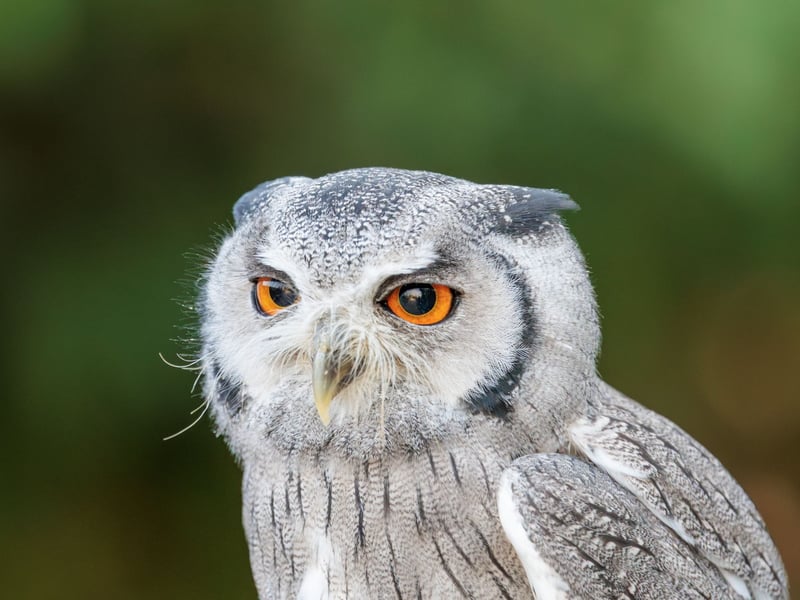 A small grey owl with a prominent white face, black-framed eyes, and orange irises. (gallery image 1)
