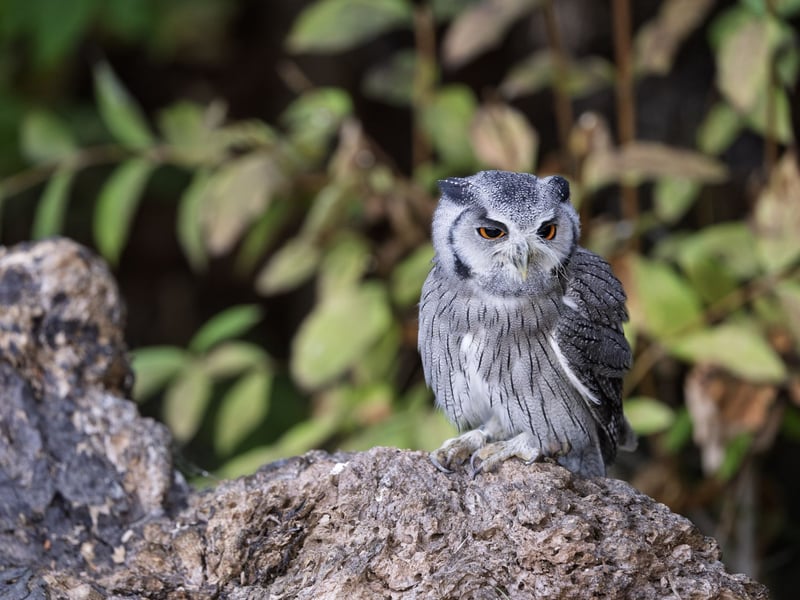 A small grey owl with a prominent white face, black-framed eyes, and orange irises. (gallery image 2)