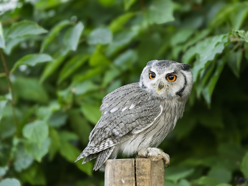 A small grey owl with a prominent white face, black-framed eyes, and orange irises. (gallery image 3)