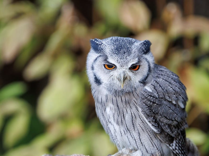 A small grey owl with a prominent white face, black-framed eyes, and orange irises. (gallery image 4)
