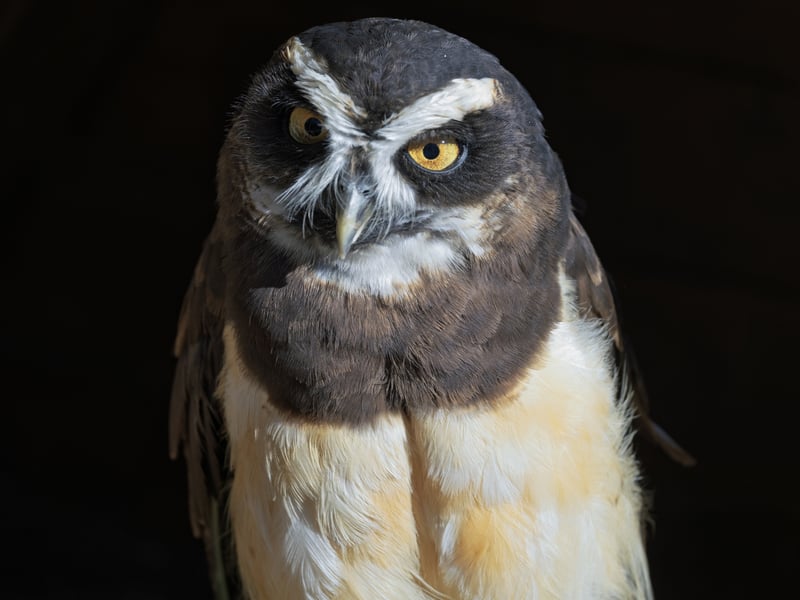 A dark-faced owl with bright yellow eyes and prominent white 'eyebrows' and throat band. (gallery image 1)