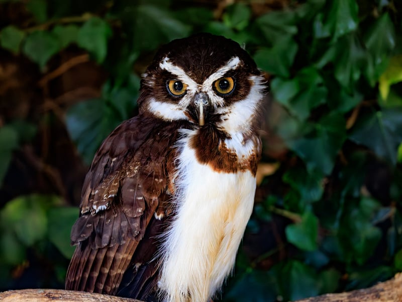 A dark-faced owl with bright yellow eyes and prominent white 'eyebrows' and throat band. (gallery image 2)