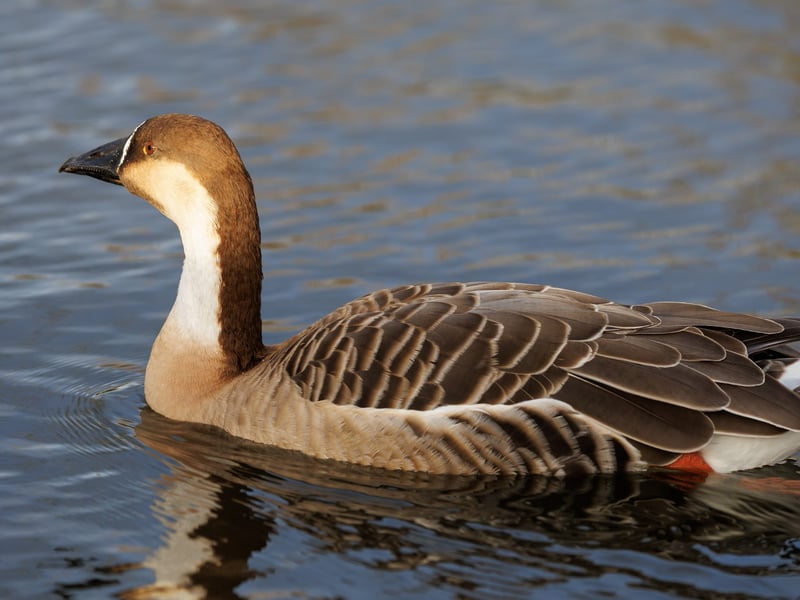 A large goose with a long neck, brown crown, and a distinctive black bill. (gallery image 1)